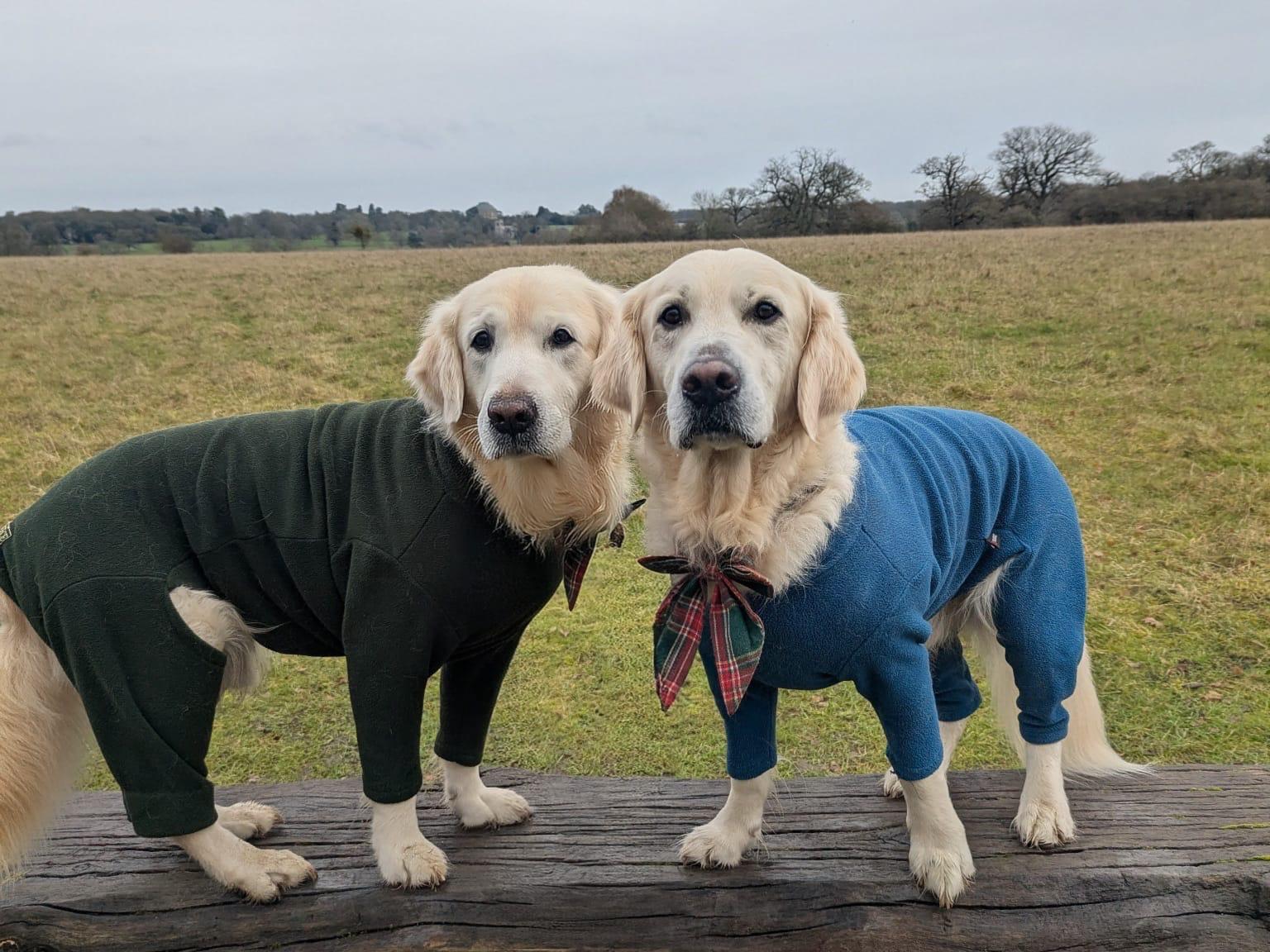 Dogs running in a field